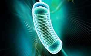 Mitochondria